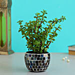 Jade Plant In Black Mosaic Design Metal Pot