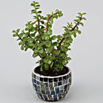 Jade Plant In Black Mosaic Design Metal Pot