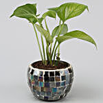 Money Plant In Black Mosaic Design Metal Pot