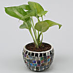 Money Plant In Black Mosaic Design Metal Pot