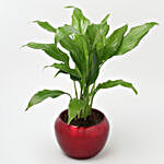 Peace Lily Plant In Red Metal Pot