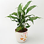 Peace Lily Plant In White Ceramic Planter