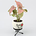 Pink Syngonium Plant In Best Wishes Metal Pot