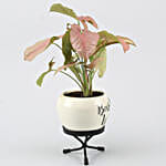 Pink Syngonium Plant In Best Wishes Metal Pot