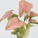 Pink Syngonium Plant In Best Wishes Metal Pot