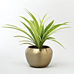 Spider Plant In Gold Tone Metal Pot