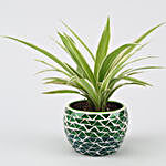 Spider Plant In Green Mosaic Design Metal Pot