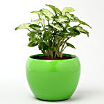Syngonium Plant In Green Metal Pot