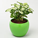 Syngonium Plant In Green Metal Pot