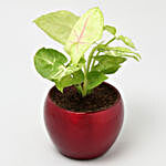 Syngonium Plant In Red Metal Pot