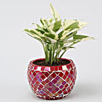 White Pothos Plant In Red Mosaic Design Metal Pot
