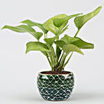 Money Plant with Green Metal Pot