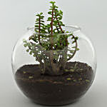 Personalised Birthday Jade Plant Terrarium