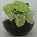 Personalised Birthday Syngonium Plant Terrarium
