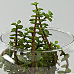 Personalised Love Jade Plant Terrarium