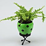 Boston Fern Plant In Polka Dot Green Pot