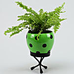 Boston Fern Plant In Polka Dot Green Pot