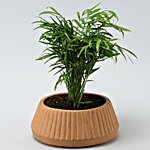 Chamaedorea Palm Plant In Harla Terracotta Pot
