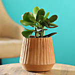 Crasula Plant In Harla Terracotta Pot