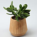 Crasula Plant In Harla Terracotta Pot