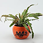 Crypthensus Plant In Orange Printed Love Pot