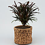 Dracaena Red Plant In Patch Design Terracotta Pot