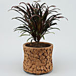 Dracaena Red Plant In Patch Design Terracotta Pot