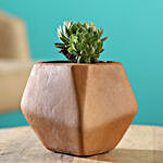 Echeveria Elegans Plant In Pentagon Shaped Terracotta Pot
