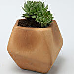 Echeveria Elegans Plant In Pentagon Shaped Terracotta Pot