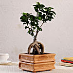 Ficus Bonsai In Double Book Design Terracotta Pot