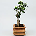Ficus Bonsai In Double Book Design Terracotta Pot