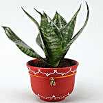Green Sansevieria Plant In Red Handmade Terracotta Bowl