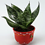 Green Sansevieria Plant In Red Handmade Terracotta Bowl