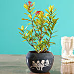 Ixora Plant In Grey Printed Love Pot
