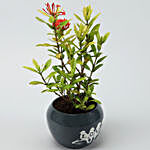Ixora Plant In Grey Printed Love Pot