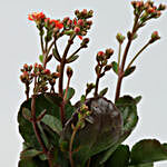 Kalanchoe Plant In Green Hand Painted Pot