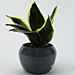 MILT Sansevieria Plant In Grey Printed Love Pot