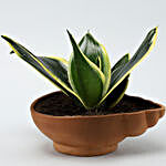 MILT Sansevieria Plant In Shell Terracotta Pot