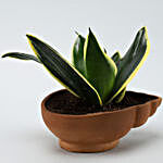 MILT Sansevieria Plant In Shell Terracotta Pot