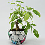 Radermachera Bonsai In Butterfly Printed White Pot