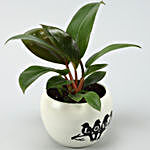Red Philodendron Plant In White Printed Love Pot