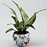 Silver Sansevieria Plant In Butterfly Printed White Pot