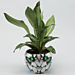 Silver Sansevieria Plant In Butterfly Printed White Pot