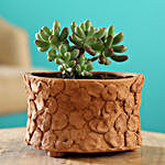 Stonecrop Plant In Patch Design Small Terracotta Pot