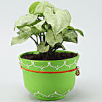 Synognium Plant In Green Handmade Terracotta Bowl