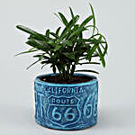 Podocarpus Plant In Blue Resin Pot