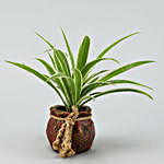 Spider Plant In Resin Pot