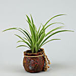 Spider Plant In Resin Pot