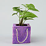 Syngonium Plant In Purple Resin Pot