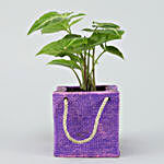 Syngonium Plant In Purple Resin Pot
